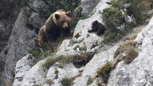 Una hembra de oso pardo y una de sus crías en Asturias. / Vincenzo Penteriani