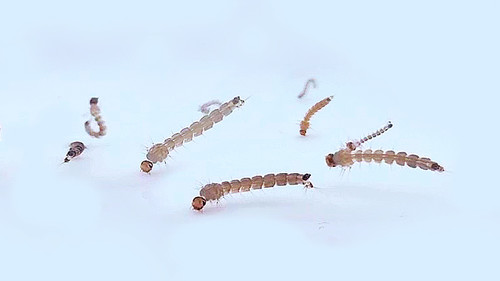 Larvas de Aedes aegypti./CONICET.