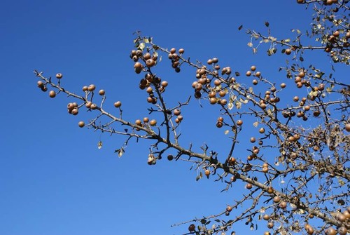Ramas de piruétano en fruto, Parque Nacional de Doñana. /Foto: José M. Fedriani.