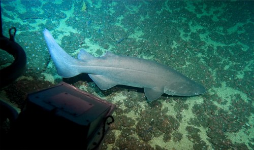 Tiburón espinoso. / STRI.