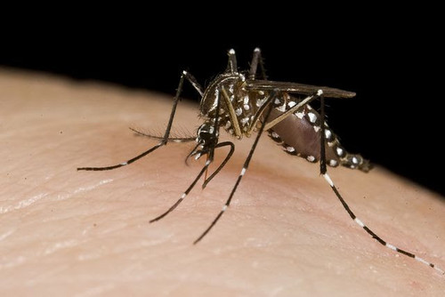 Aedes aegypti/Department of Foreign Affairs, Flickr.