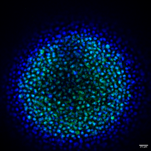Inmunofluorescencia de un embrión de pez cebra. / CABD.